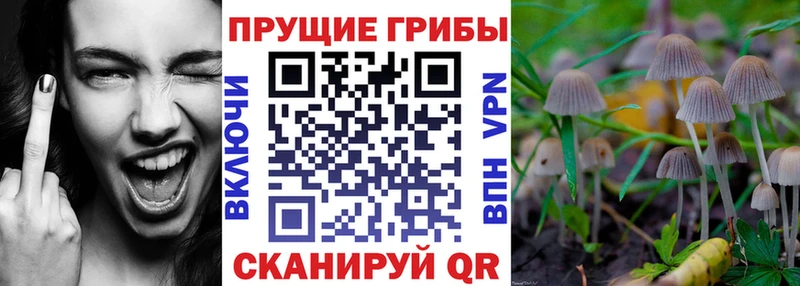 Псилоцибиновые грибы мицелий  Купить  Тырныауз 